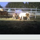 조산목장 이미지