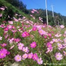 아침이슬 이미지