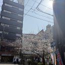기야마 - 양천구 | [일본 교토 벚꽃 명소 후기1] 카와라마치역 근처 벚꽃이 예쁜 기야마치도리 거리
