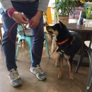 DK동물병원 이미지