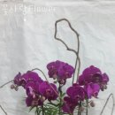 꽃사랑FLOWER