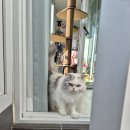 한진7단지(마을) | 고양이 펫도어 베란다 설치, 폴딩 방묘문 과연 적응했을까?