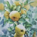 케렌시아 이미지