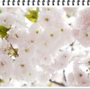 코비한의원 이미지