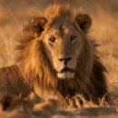 타이어사자 이미지