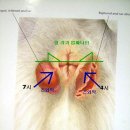 항문낭 짜기 이미지