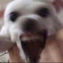 뜨개일상