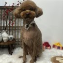 인생댕컷 반려견미용실 이미지