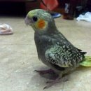 안녕, 애기 이미지