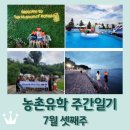 보성 농촌유학 주간일기 7월 셋째주 / 미국에서 놀러온 친구 / 농촌유학가정 캠핑 / 마무리는 응급실ㅠㅠ