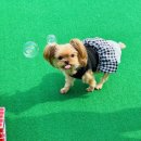 퍼피케어 이미지