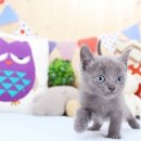 인천강아지분양 고양이분양 24시 데려가개 청라점 이미지