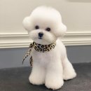 전설의 그루밍 이미지