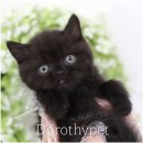 몽글몽글 이미지