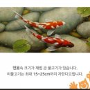 코이(Koi)