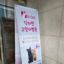 닥터캣 고양이병원 이미지