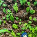 서반농장 이미지