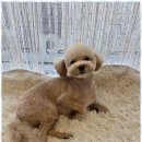 강아지살롱 이미지