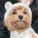 댕편한세상 이미지