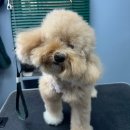 개릿뷰티 | [강동구 애견미용/우댕샵] 댕댕이 미용 보내고 댕만족한 “우댕샵” 후기