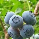 쌍치블루베리 이미지