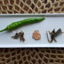 약용식물과 건강약선 이미지