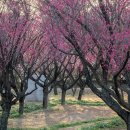 대곡관광지 | 대구 남평문씨본리세거지 홍매화와 전통 한옥이 어우러진 봄꽃구경 명소
