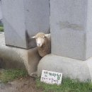 카페논에