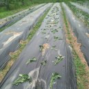 현식농장 이미지