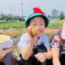 (6-4) 감자농장 체험활동🥔 이미지