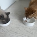 무치향