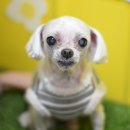 루시펫살롱 이미지