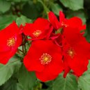 원지 농장 이미지