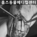 홈즈 동물병원 이미지