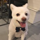 프랑소와펫(압구정점) | 서래마을 애견미용 애견용품샵 프랑소와펫, 스피츠 가위컷 했어요!