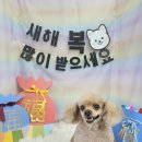 희희퍼피 이미지