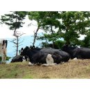 구례목장 이미지