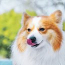 로얄동물암치료센터 이미지