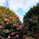 동백해비치펜션 이미지