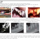 튼튼동물치과병원 이미지