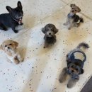 로얄에이알씨(주) 이미지