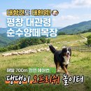 법인대관령순수양떼목장 | 평창 애견동반 여행, 대형견도 환영하는 대관령 순수양떼목장 반려견 놀이터 후기