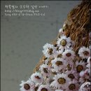 청일조경