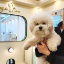 도그드살롱 이미지