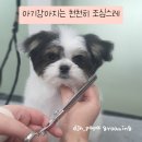 다정한 개아빠 이미지