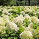 제주안에서 이미지