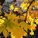 안산화랑오토캠핑장 이미지