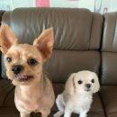 개린이 유치원 이미지