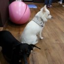 쁘띠시앙 이미지