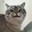 로키몰